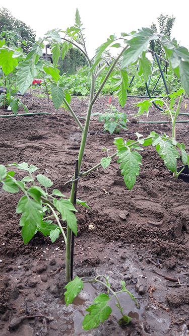 Niet aanstampen tomatentip